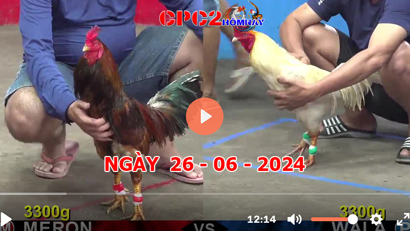 Đá gà CPC2 ngày 26-06-2024