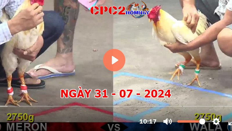 Đá gà CPC2 ngày 31-7-2024