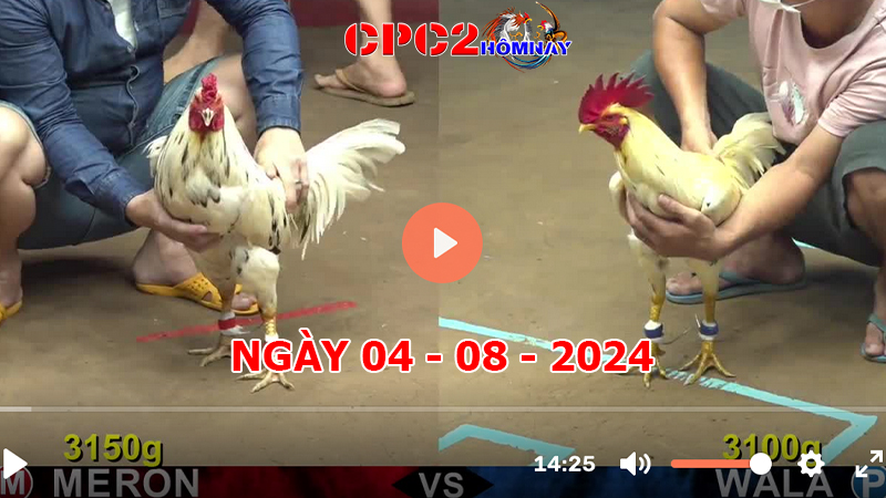 Đá gà CPC2 ngày 04-8-2024