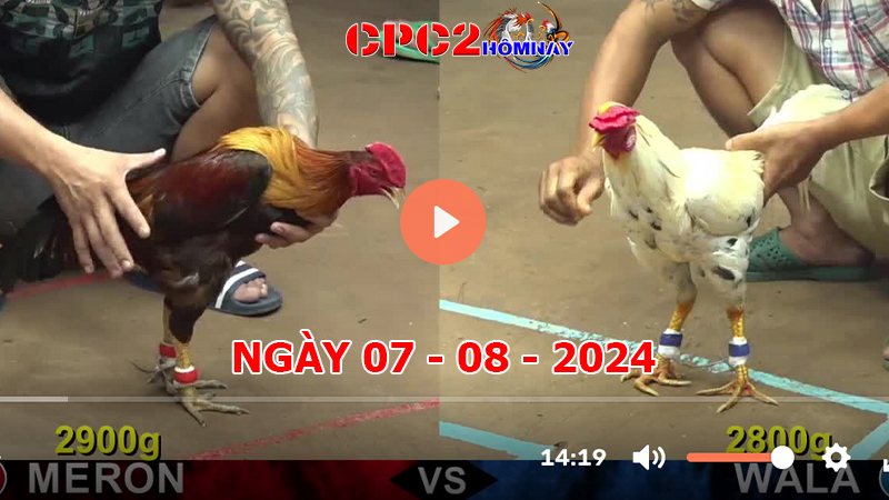 Đá gà CPC2 ngày 07-8-2024