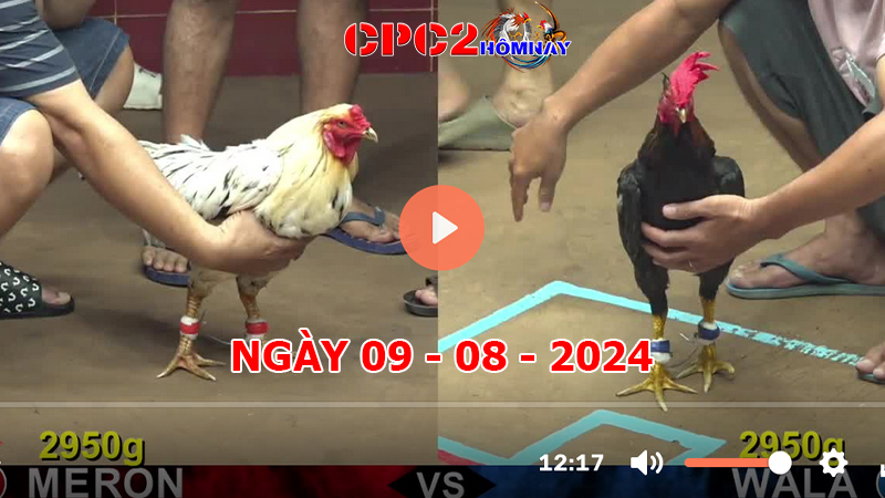 Đá gà CPC2 ngày 09-8-2024