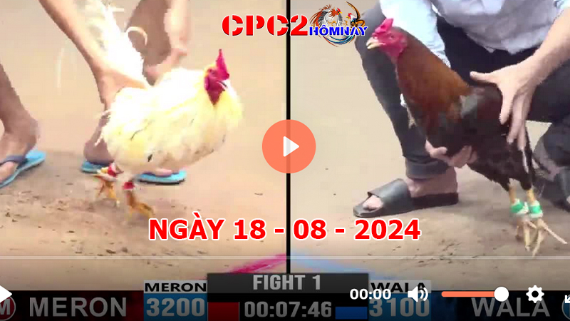 Đá gà CPC2 ngày 18-8-2024