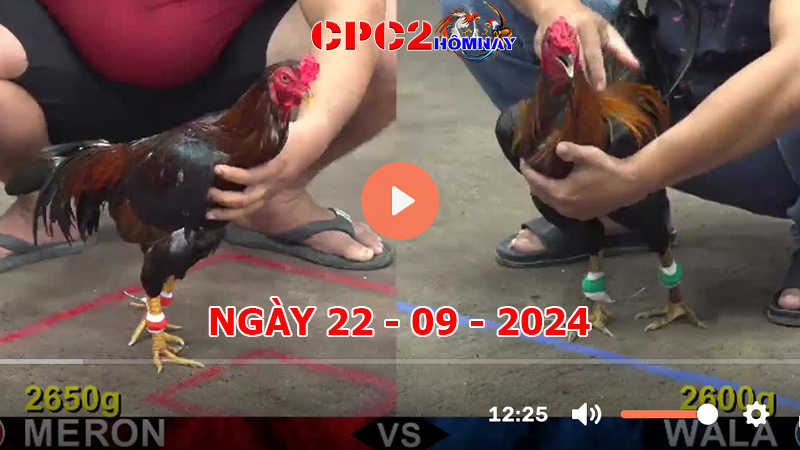 Đá gà CPC2 ngày 22-9-2024